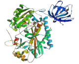 Aspartyl tRNA Synthetase 2, Mitochondrial (DARS2)