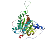 Autophagy Related Protein 4B (ATG4B)