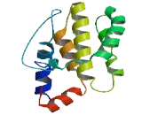 Bcl2 Like Protein 13 (BCL2L13)