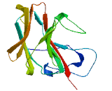 Butyrophilin Like Protein 6 (BTNL6)