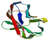 Butyrophilin Like Protein 8 (BTNL8)