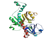 C-Terminal Binding Protein 1 (CTBP1)