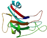 C-Type Lectin Domain Family 16, Member A (CLEC16A)