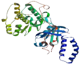 CDC42 Binding Protein Kinase Alpha (CDC42BPa)