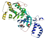 CDC42 Binding Protein Kinase Beta (CDC42BPb)