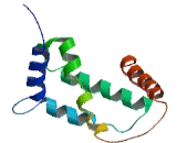 CDKN2A Interacting Protein (CDKN2AIP)