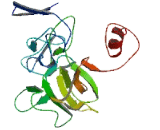 CMT1A Duplicated Region Transcript Protein 15 Like Protein 2 (CDRT15L2)
