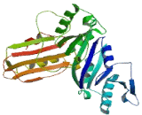 COBW Domain Containing Protein 3 (CBWD3)