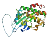 Calcium/Calmodulin Dependent Protein Kinase Kinase 2 (CAMKK2)