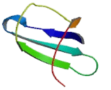 Calcium Regulated Heat Stable Protein 1 (CARHSP1)