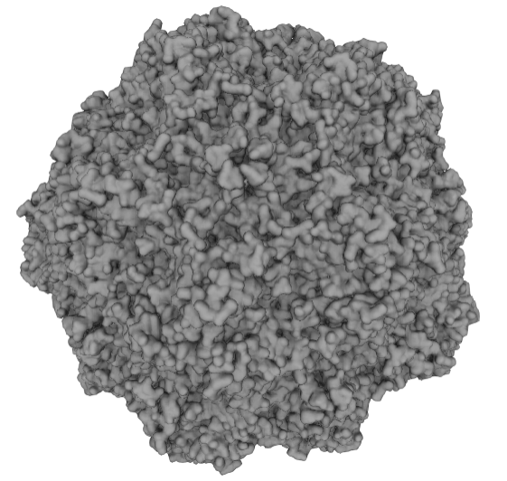 Capsid protein VP1, CPV-2 (VP1)