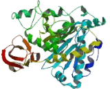 Carboxypeptidase X2 (CPX2)