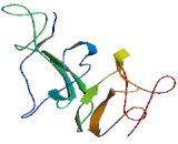 Cell Division Cycle Associated Protein 5 (CDCA5)