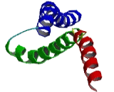 Centrosomal Protein 152kDa (CEP152)