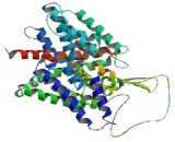 Chloride Channel Protein 3 (CLCN3)