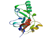 Chloride Channel Protein 4 (CLCN4)
