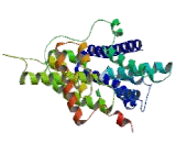 Chloride Channel Protein Ka (CLCNKA)