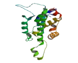 Chloride Intracellular Channel Protein 3 (CLIC3)