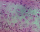 Articular Chondrocytes (AC)