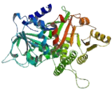 Chromodomain Helicase DNA Binding 1 Like Protein (CHD1L)