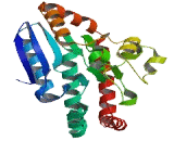 Chromodomain Protein, Y-Linked 2 (CDY2)
