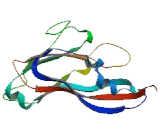 Chromosome 1 Open Reading Frame 127 (C1orf127)