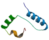 Chromosome 1 Open Reading Frame 185 (C1orf185)