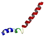 Single Pass Membrane And Coiled Coil Domain Containing Protein 4 (SMCO4)