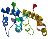 Chromosome 12 Open Reading Frame 77 (C12orf77)