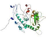 Chromosome 19 Open Reading Frame 54 (C19orf54)