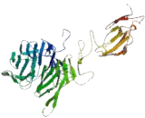 WD Repeat And Coiled Coil Containing Protein (WDCP)