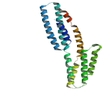 Single Pass Membrane And Coiled Coil Domain Containing Protein 1 (SMCO1)