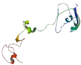 FOXL2 Neighbor Protein (FOXL2NB)