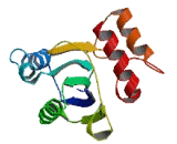 Chromosome 7 Open Reading Frame 62 (C7orf62)