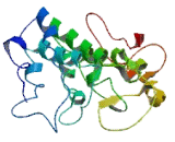 Cysteine Rich Tail Protein 1 (CYSRT1)