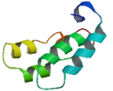 CDKN2A Antisense Gene Protein 1 (CDKN2A-AS1)