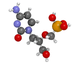 Cidofovir (CDV)