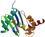 Coatomer Protein Complex Subunit Zeta 2 (COPz2)