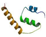 Coiled Coil Domain Containing Protein 4 (CCDC4)