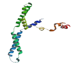 Coiled Coil Domain Containing Protein 5 (CCDC5)