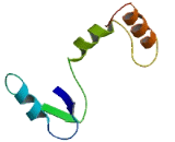 Coiled Coil Domain Containing Protein 50 (CCDC50)