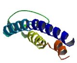 Coiled Coil Domain Containing Protein 62 (CCDC62)