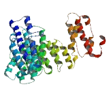 Coiled Coil Domain Containing Protein 65 (CCDC65)