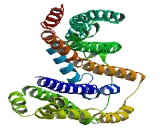 Coiled Coil Domain Containing Protein 82 (CCDC82)