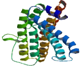 Coiled Coil Domain Containing Protein 90B (CCDC90B)