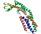 Coiled Coil Domain Containing Protein 92 (CCDC92)