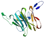 Connexin 43 Interacting Protein 150kDa (CIP150)