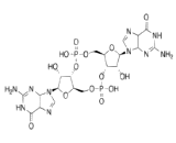 Cyclic Diguanylate (CdiGMP)