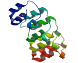 Cyclin Dependent Kinase Inhibitor 2C (CDKN2C)