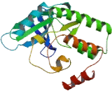 Cyclin Dependent Kinase Like Protein 4 (CDKL4)
